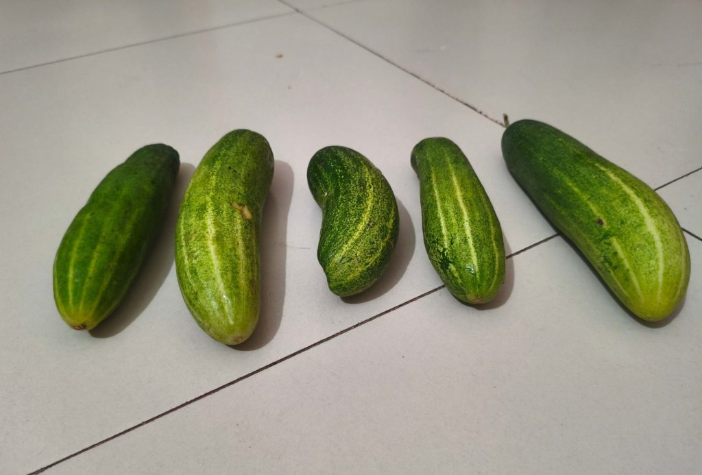 শসা খাওয়ার উপকারিতা