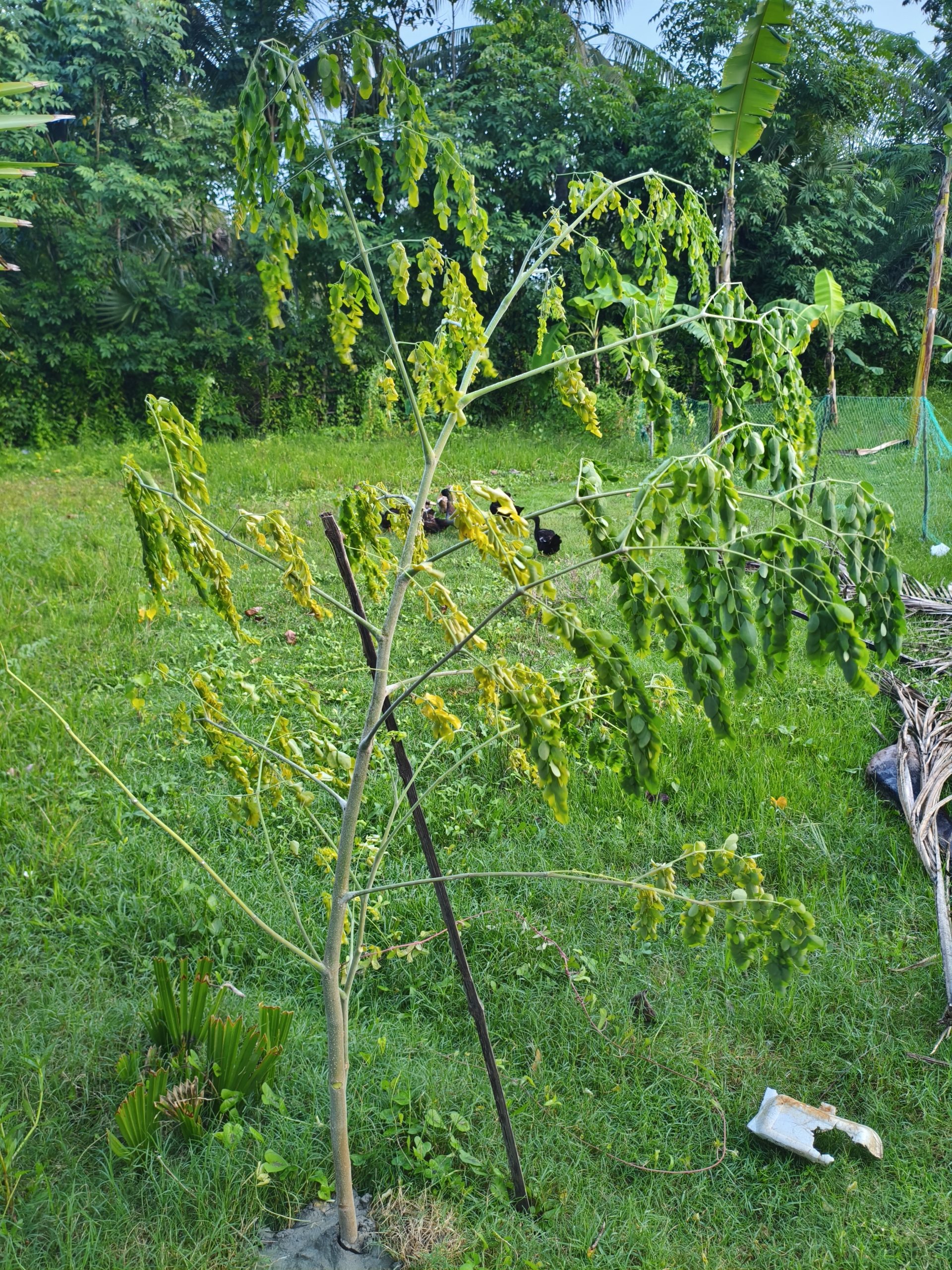 সাজনে পাতা খাওয়ার নিয়ম